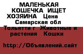 МАЛЕНЬКАЯ  КОШЕЧКА  ИЩЕТ  ХОЗЯИНА › Цена ­ 50 - Самарская обл., Тольятти г. Животные и растения » Кошки   